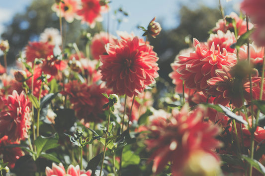How to Water Plants the Right Way