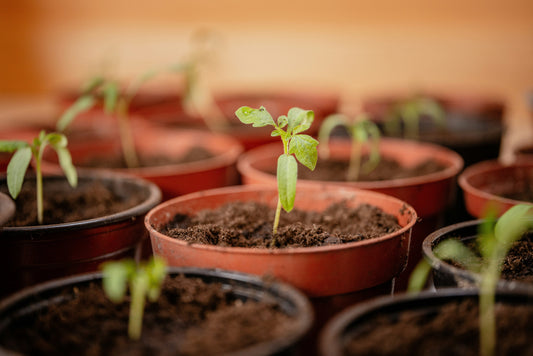 Spring Flower Planting Guide for Beginners