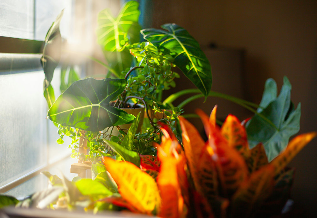Are Grow Lights Worth It? Honest Review