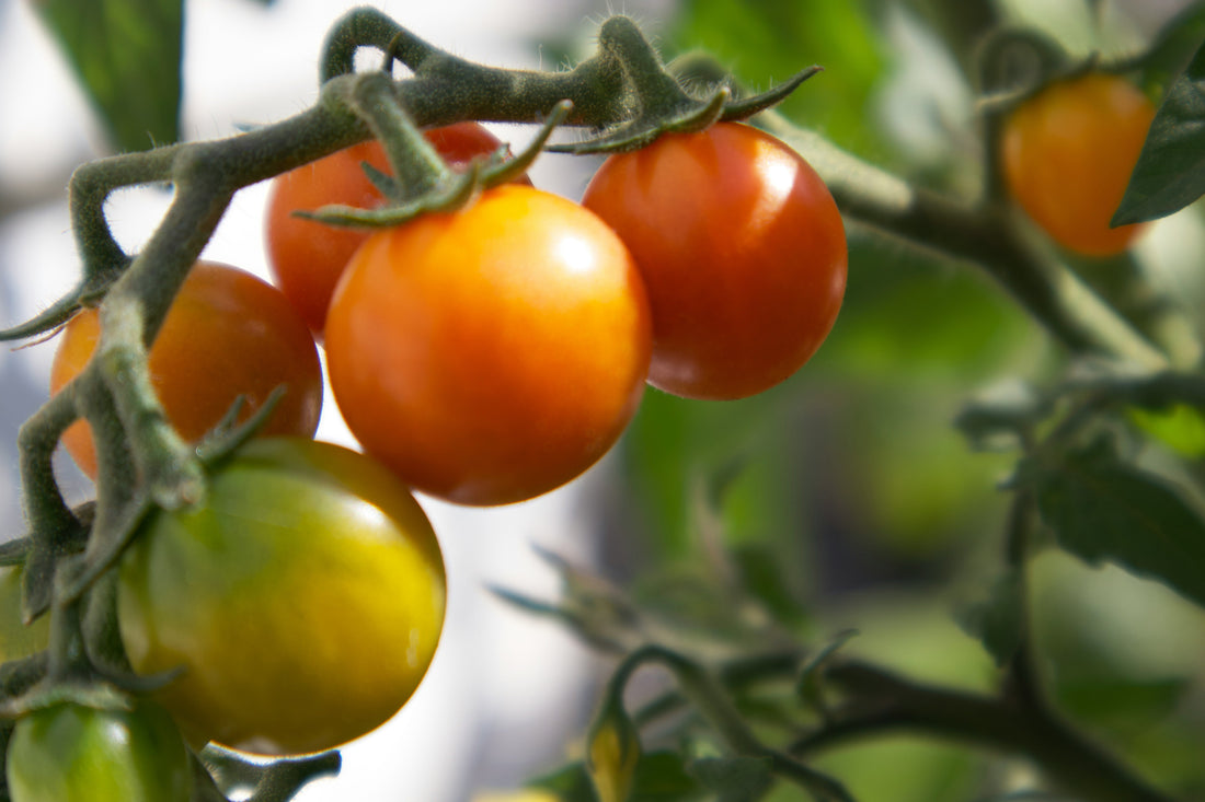 Slow Gardening Tips for Busy Homeowners 🌱