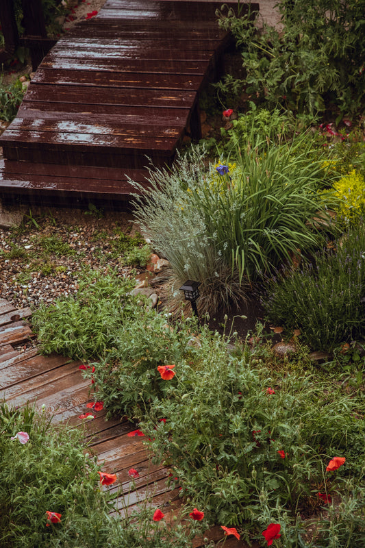Smart Watering Techniques for Healthier Plants