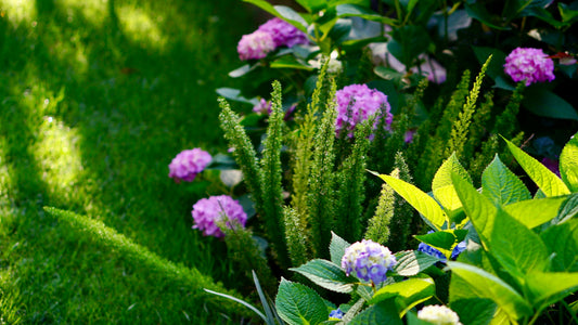 Common Landscaping Mistakes Homeowners Make