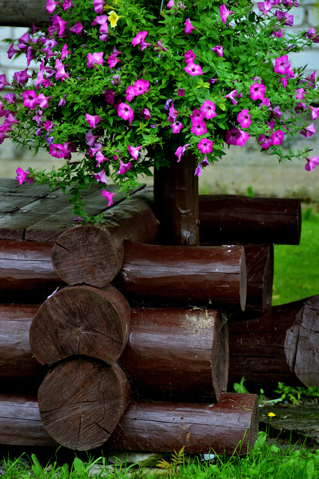 Best Plants for Low Maintenance Gardens