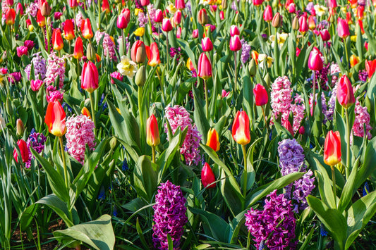 Why Long-Handle Bulb Planters Save Time and Effort