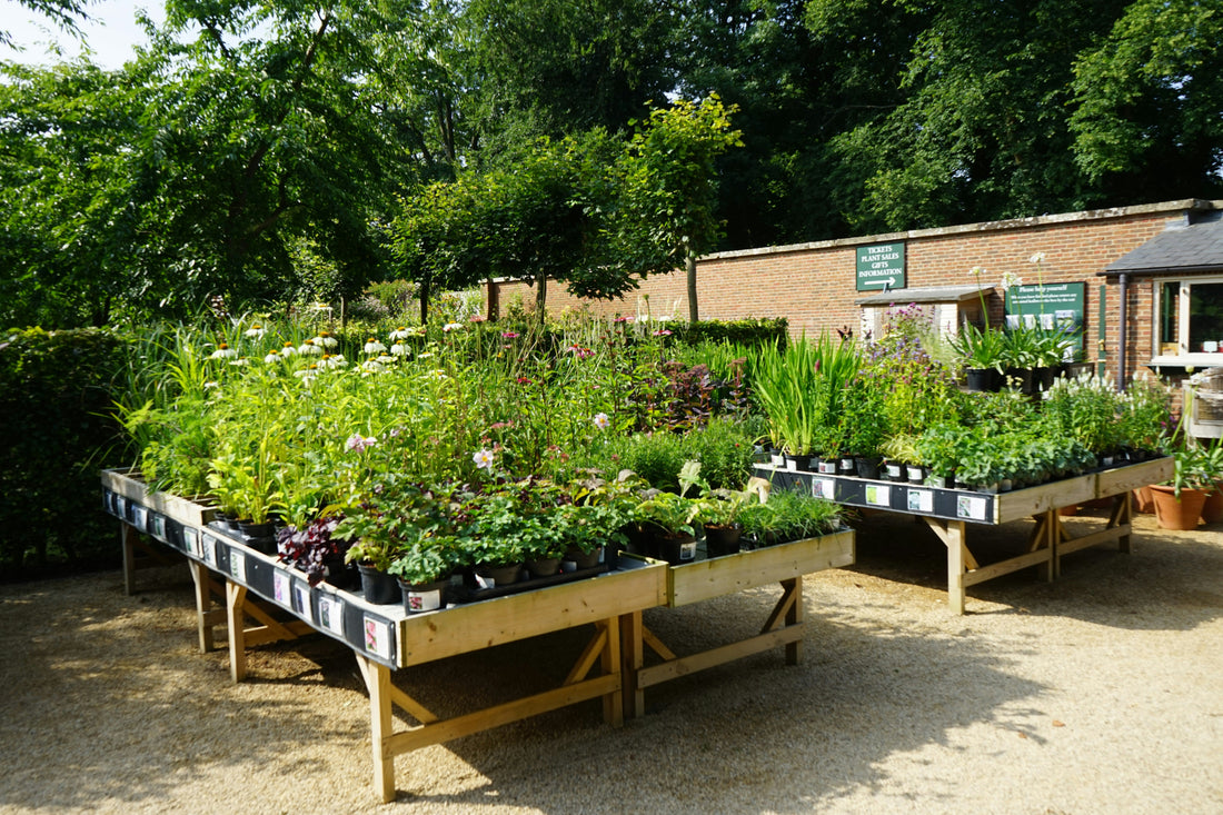 Why Raised Garden Beds Are a Game Changer