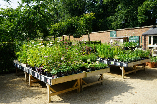 Why Raised Garden Beds Are a Game Changer