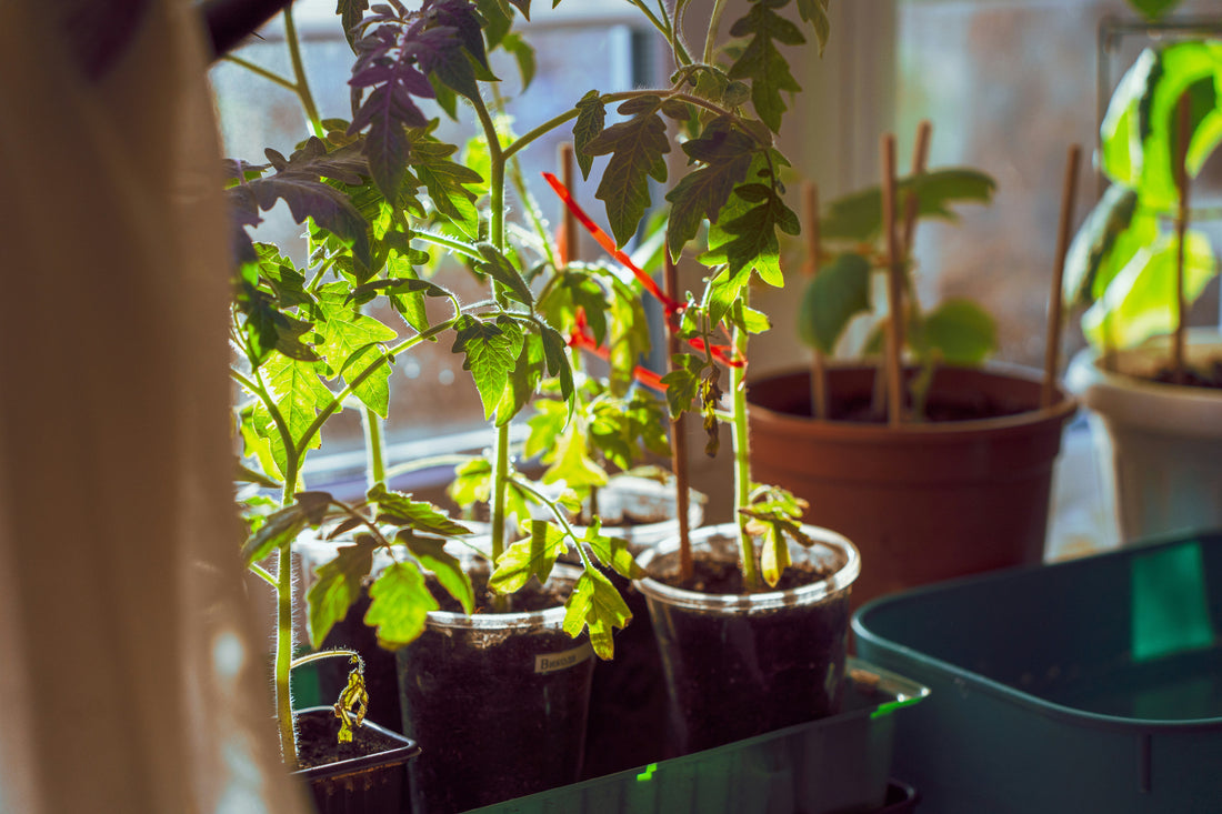 Why Every Home Needs More Greenery