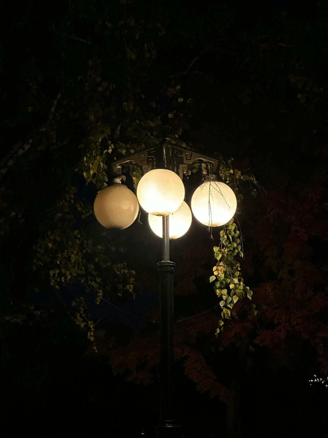 The Quietest Hour: Embracing Stillness in the Garden at Night
