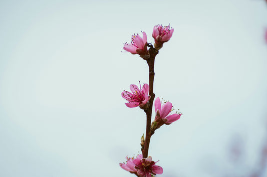 How to Transplant Plants Safely