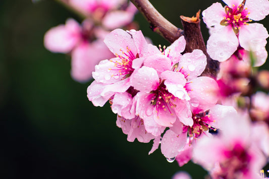 Spring Garden Decoration Ideas