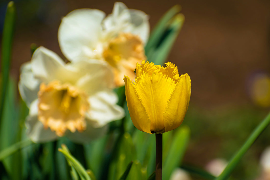Best Indoor Plants to Refresh Your Home This Spring