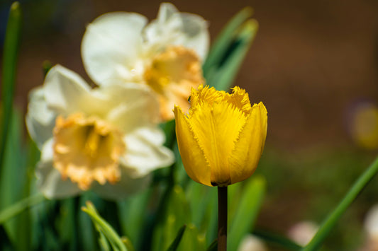 Best Indoor Plants to Refresh Your Home This Spring