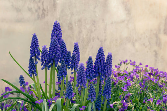 How to Repot Plants Without Making a Mess