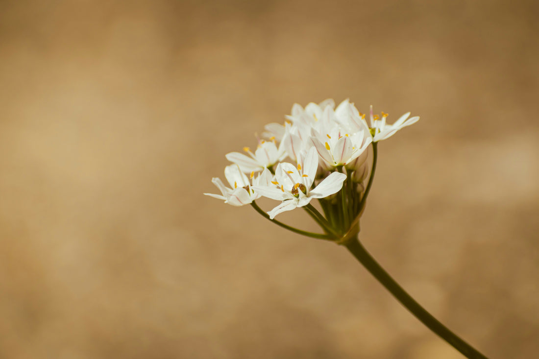 DIY Gardening Projects You Can Start Today