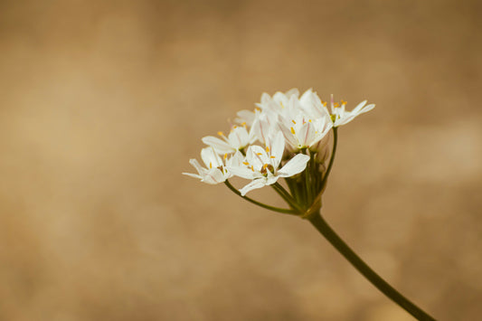 DIY Gardening Projects You Can Start Today