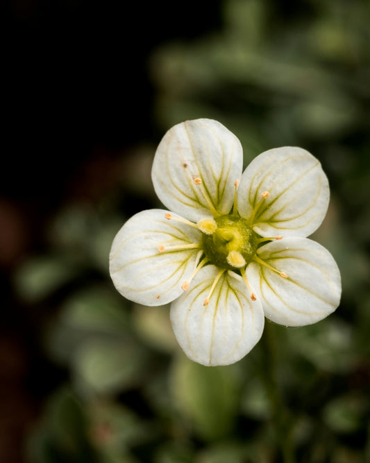 The Benefits of Indoor Gardening for Mental Health