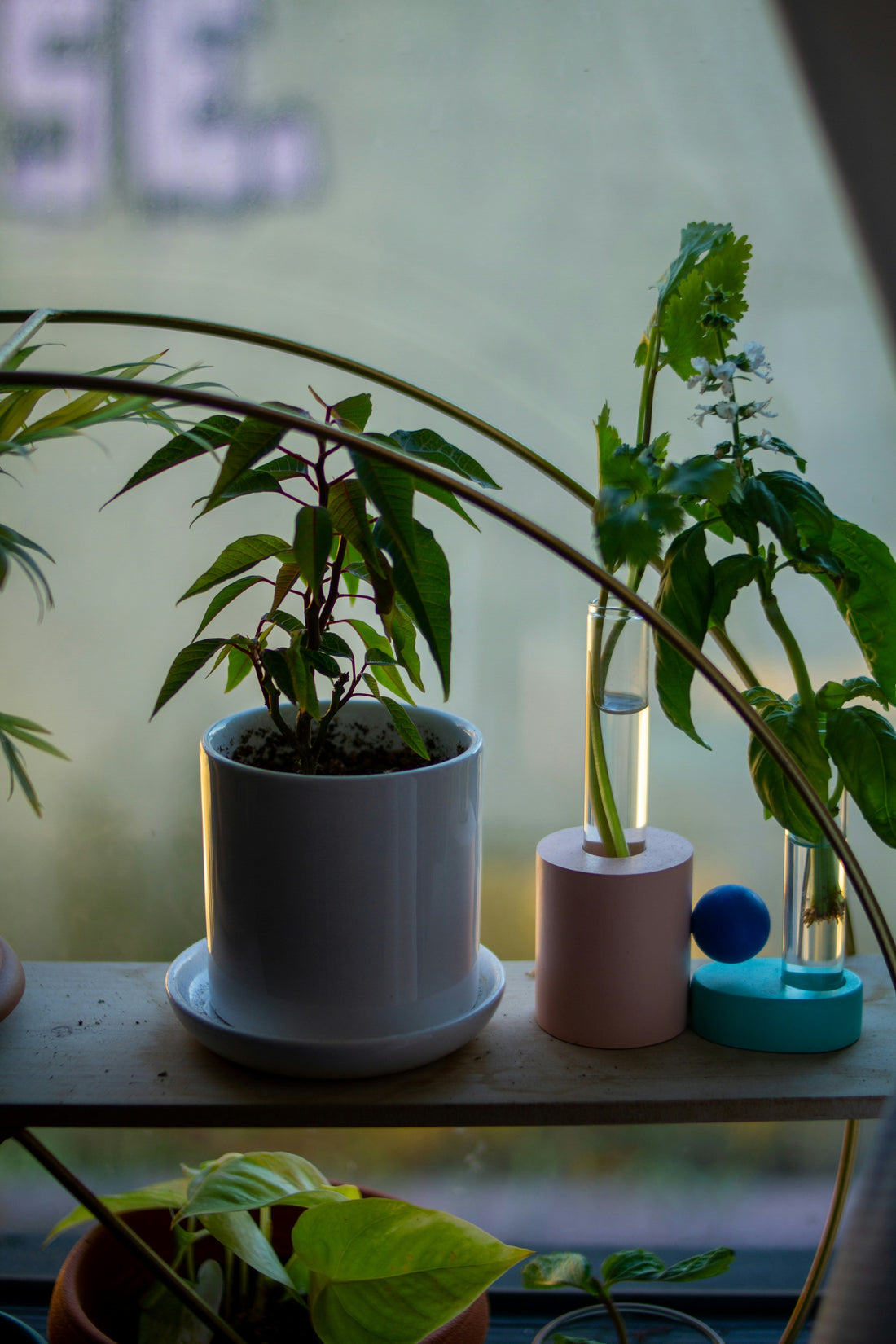 Indoor Plant Lighting: What Most People Get Wrong