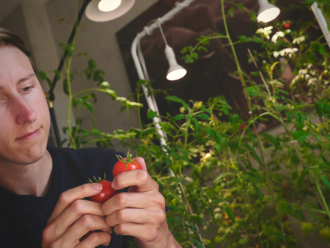 The Secret to Faster Plant Growth Indoors