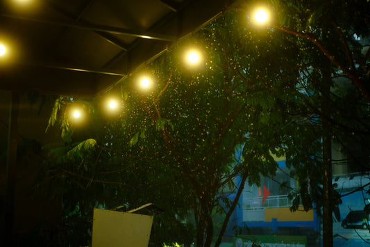 Evening Gardens for Two: Sharing Quiet Time Without Distraction