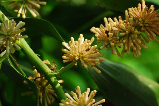 Best Plants for a Relaxing Home Environment