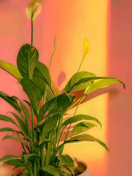 Create Your Dream Garden at Home