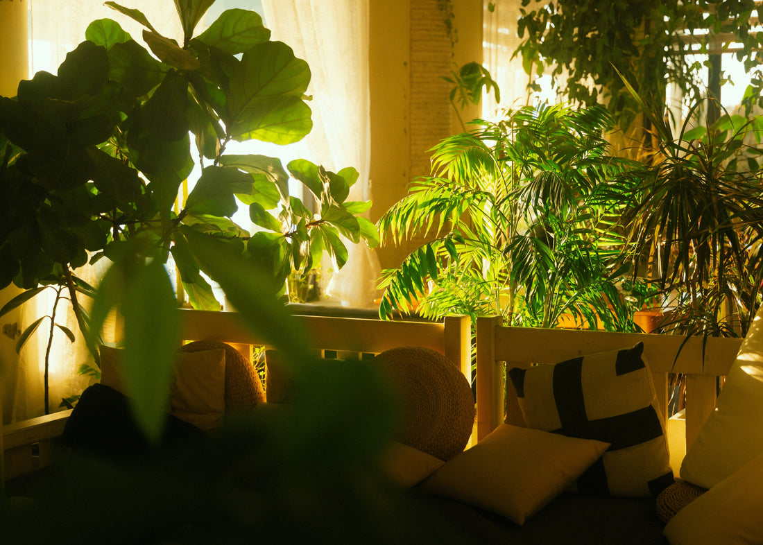Top 5 Mistakes Killing Your Indoor Plants