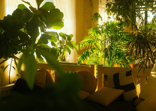 Top 5 Mistakes Killing Your Indoor Plants