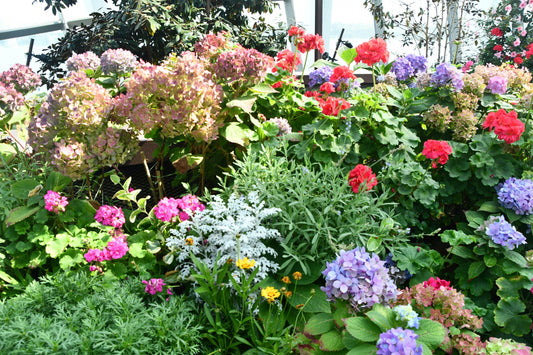 Seasonal Gardening: What to Plant and When