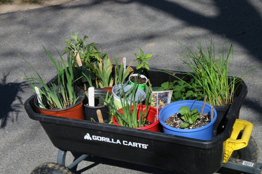 Garden Starter Kit: What You Really Need 🌱🧺