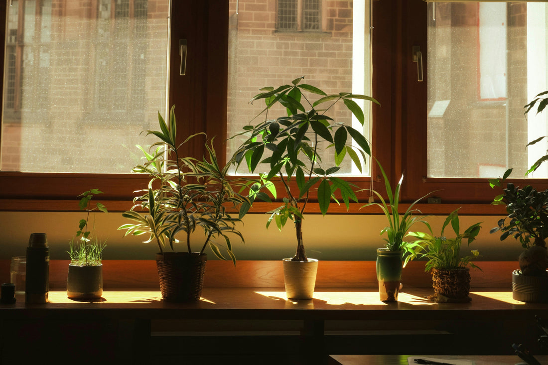 Small Space Gardening Ideas That Actually Work