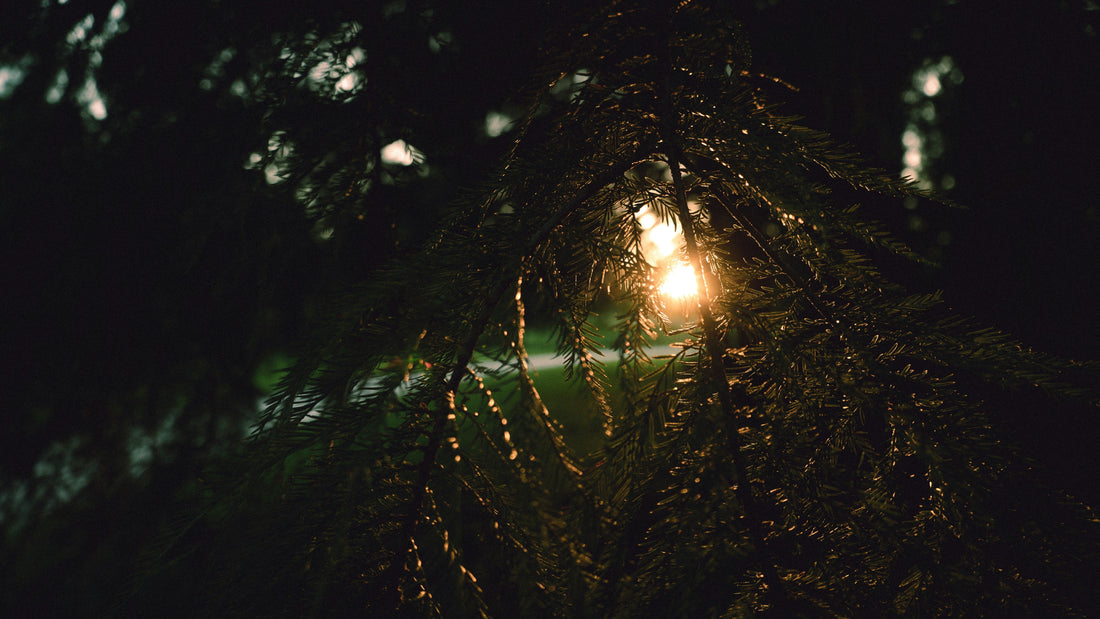 Rainy Evenings in the Garden: When Soft Light Meets Falling Rain