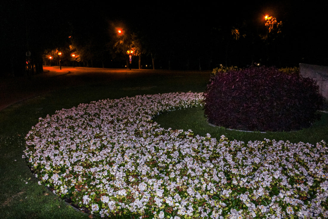 The Garden After Dark: Choosing Calm Over Constant Brightness