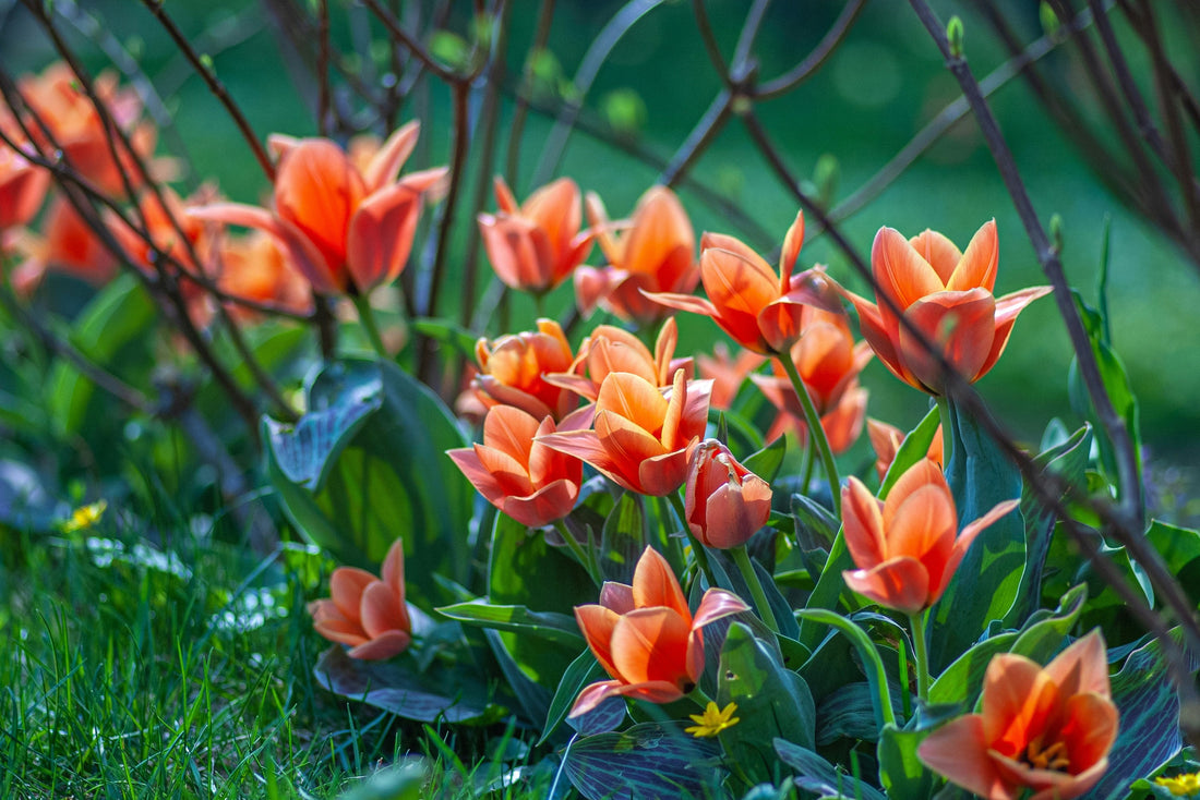 Gardening for Stress Relief: A Complete Guide