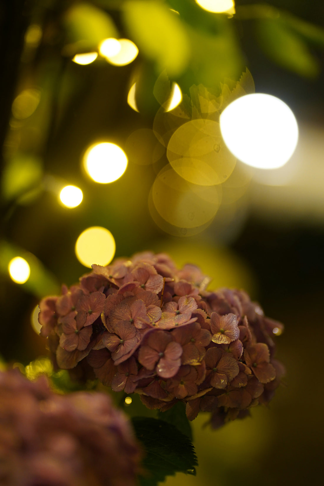 Ending the Day Outdoors: Simple Evening Rituals in a Gently Lit Garden