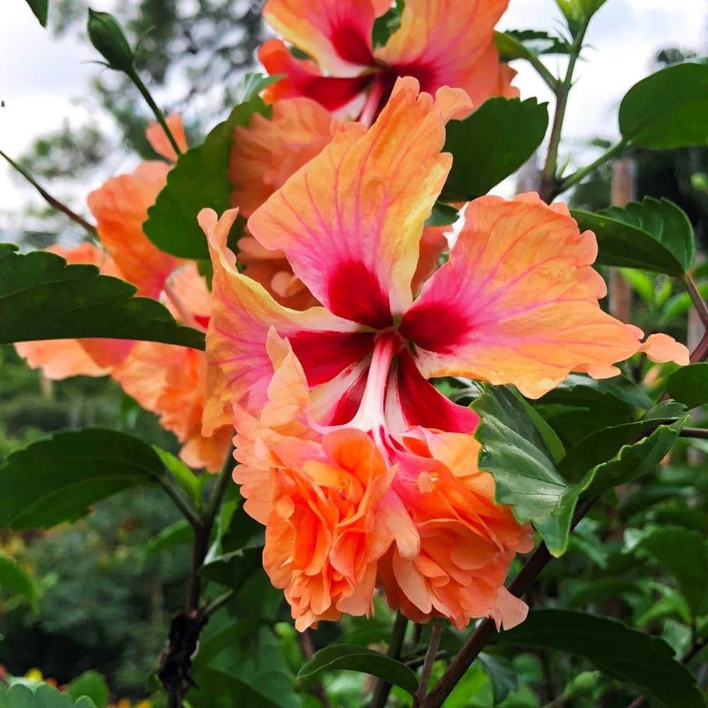 Hibiscus Plant Live, Clump of 8-12 Inch Tall, Hardy Hibiscus Tree Live Plant, Hibiscus Flowers Plant (Peach Hibiscus)