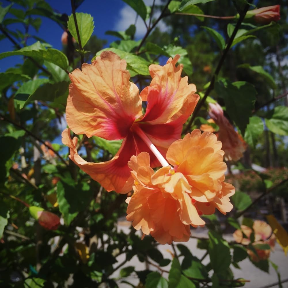 Hibiscus Plant Live, Clump of 8-12 Inch Tall, Hardy Hibiscus Tree Live Plant, Hibiscus Flowers Plant (Peach Hibiscus)