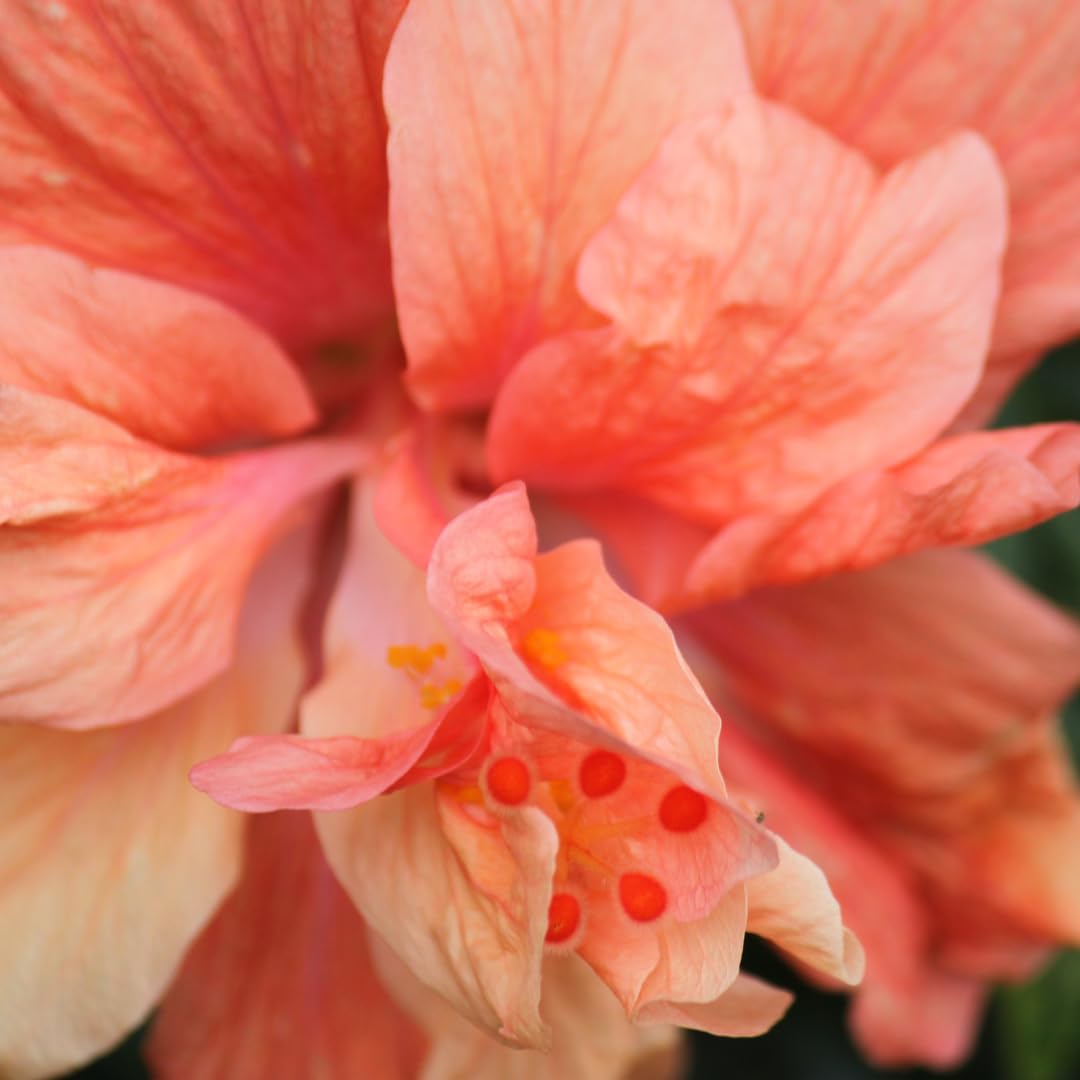 Hibiscus Plant Live, Clump of 8-12 Inch Tall, Hardy Hibiscus Tree Live Plant, Hibiscus Flowers Plant (Peach Hibiscus)