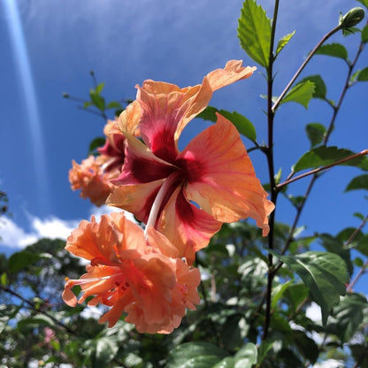 Hibiscus Plant Live, Clump of 8-12 Inch Tall, Hardy Hibiscus Tree Live Plant, Hibiscus Flowers Plant (Peach Hibiscus)