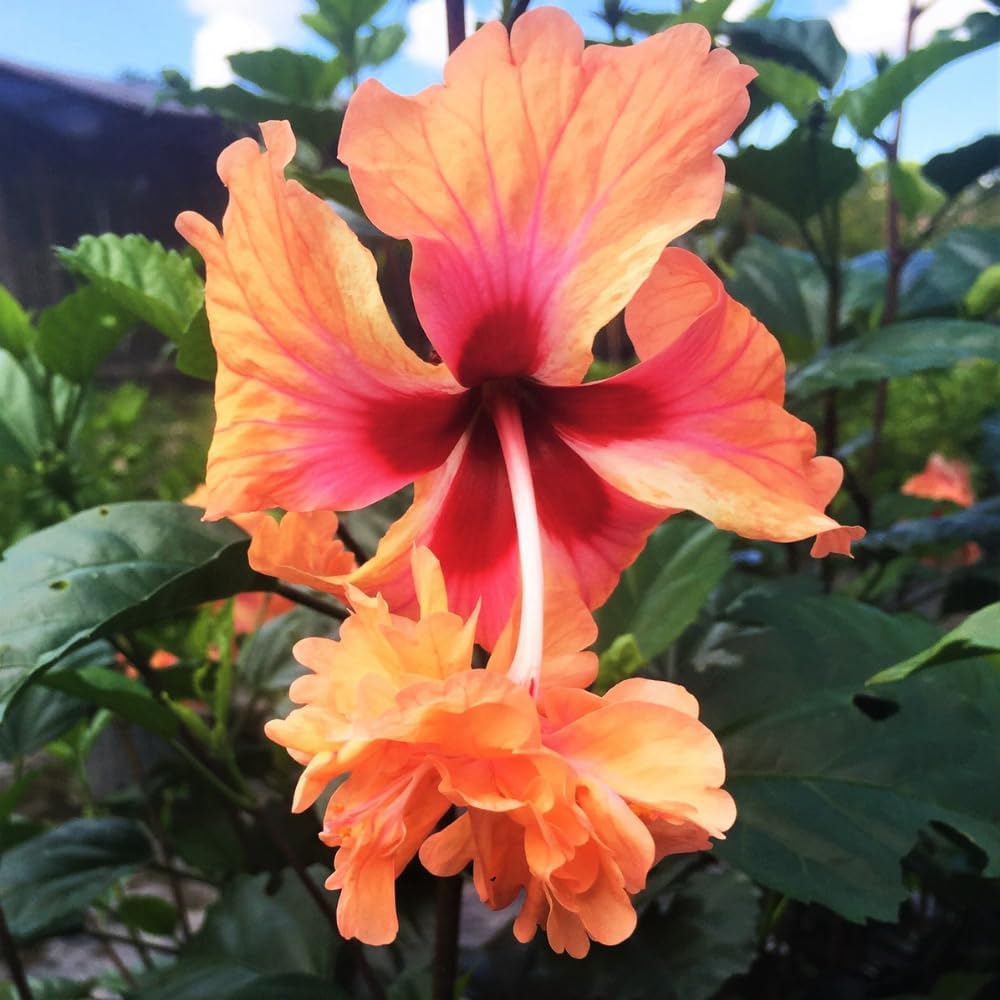 Hibiscus Plant Live, Clump of 8-12 Inch Tall, Hardy Hibiscus Tree Live Plant, Hibiscus Flowers Plant (Peach Hibiscus)