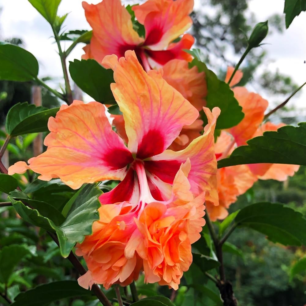 Hibiscus Plant Live, Clump of 8-12 Inch Tall, Hardy Hibiscus Tree Live Plant, Hibiscus Flowers Plant (Peach Hibiscus)