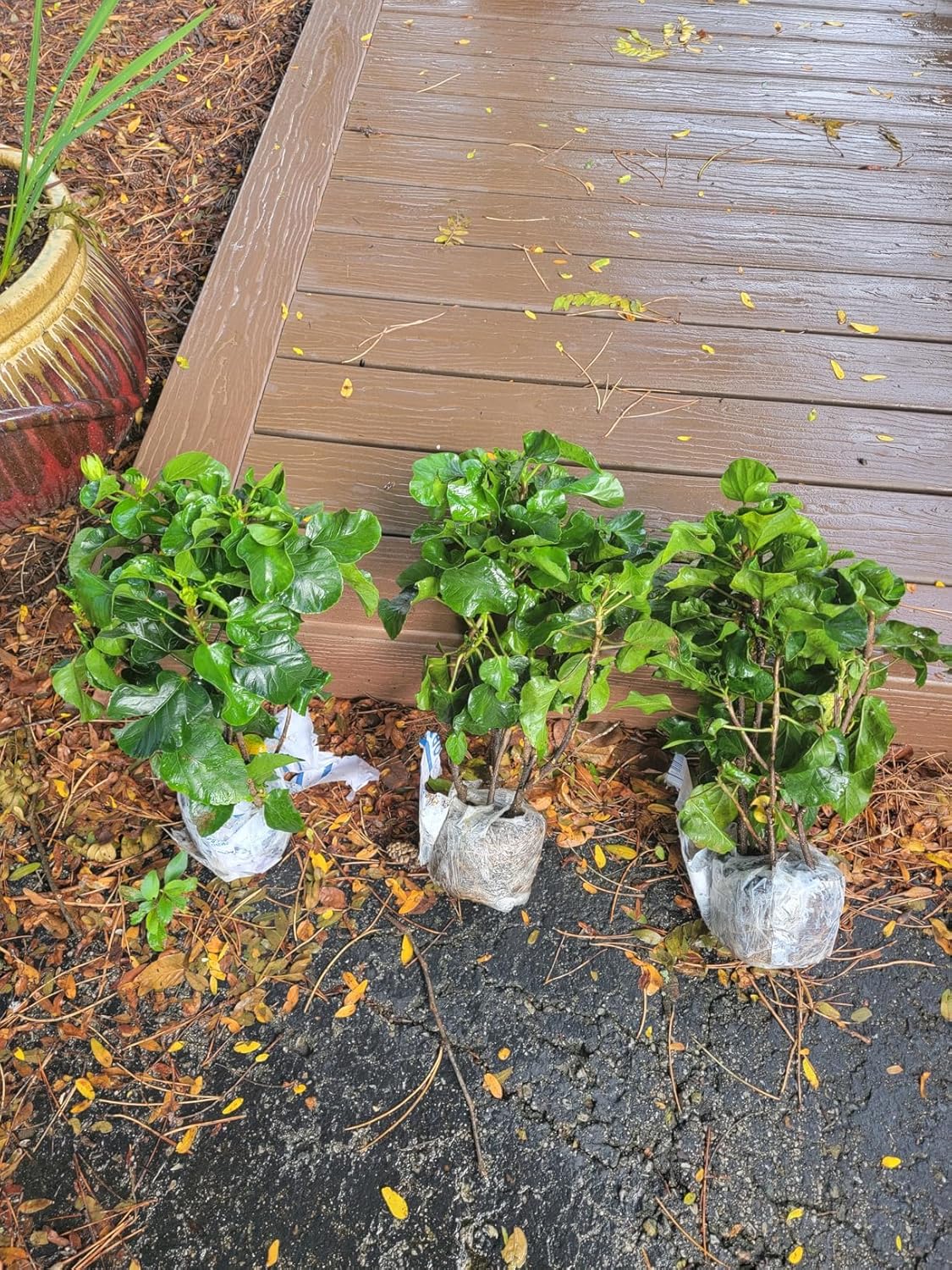 Hibiscus Plant Live, Clump of 8-12 Inch Tall, Hardy Hibiscus Tree Live Plant, Hibiscus Flowers Plant (Peach Hibiscus)