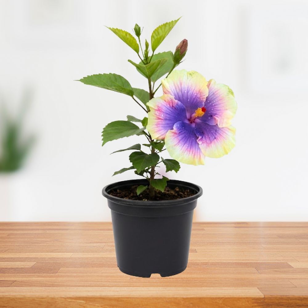 Purple Yellow Hibiscus Live Plant – 5–7 Inch Tropical Hibiscus Flower, Hardy Outdoor Hibiscus for Garden, Patio & Landscape Planting