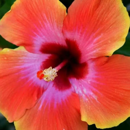 Live Hibiscus Plant – Sunset Variety, 8–12 Inch Tall Tropical Flowering Plant, Vibrant Multicolor Blooms, Outdoor Garden & Patio Hibiscus