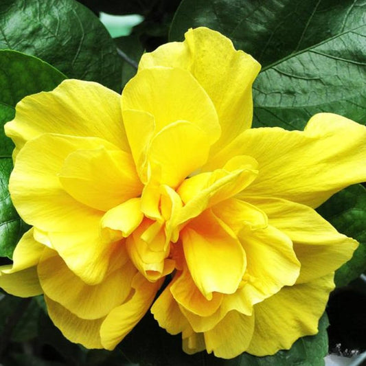 Live Hibiscus Plant – Double Golden Peach Variety, 8–12 Inch Tall Tropical Flower Plant, Hardy Outdoor Hibiscus for Garden, Patio & Containers, Ready to Bloom