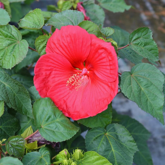 Red Hardy Hibiscus Live Plant – 5–7 Inch Tall Perennial Hibiscus Tree, Outdoor Flowering Plant for Garden, Landscape & Patio