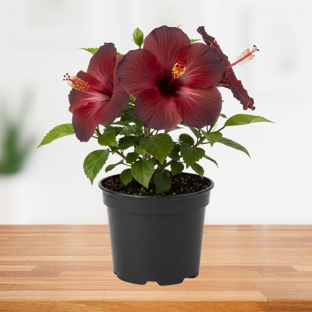 Dark Red Hibiscus Live Plant – 5–7 Inch Tropical Hibiscus Flower, Hardy Outdoor Hibiscus for Garden, Patio & Landscape Planting