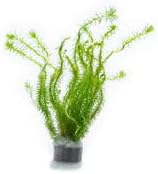 SubstrateSource Live Aquarium Stem Plants - Freshwater Aquatic Plant for Fish Tanks, Aquascaping - (Pearl Weed Hemianthus Micranthemoides, 4 Bunches)