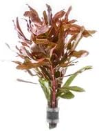 SubstrateSource Live Aquarium Stem Plants - Freshwater Aquatic Plant for Fish Tanks, Aquascaping - (Hydrocotyle Leucocephala Variegated, Pot)