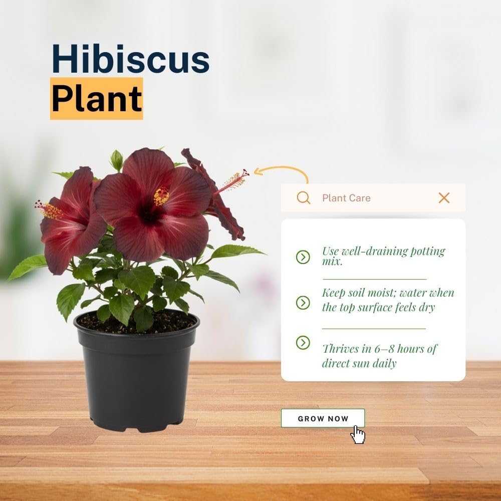 Dark Red Hibiscus Live Plant – 5–7 Inch Tropical Hibiscus Flower, Hardy Outdoor Hibiscus for Garden, Patio & Landscape Planting
