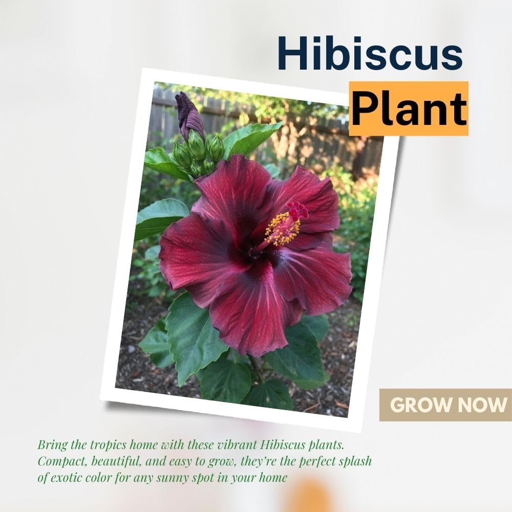 Dark Red Hibiscus Live Plant – 5–7 Inch Tropical Hibiscus Flower, Hardy Outdoor Hibiscus for Garden, Patio & Landscape Planting